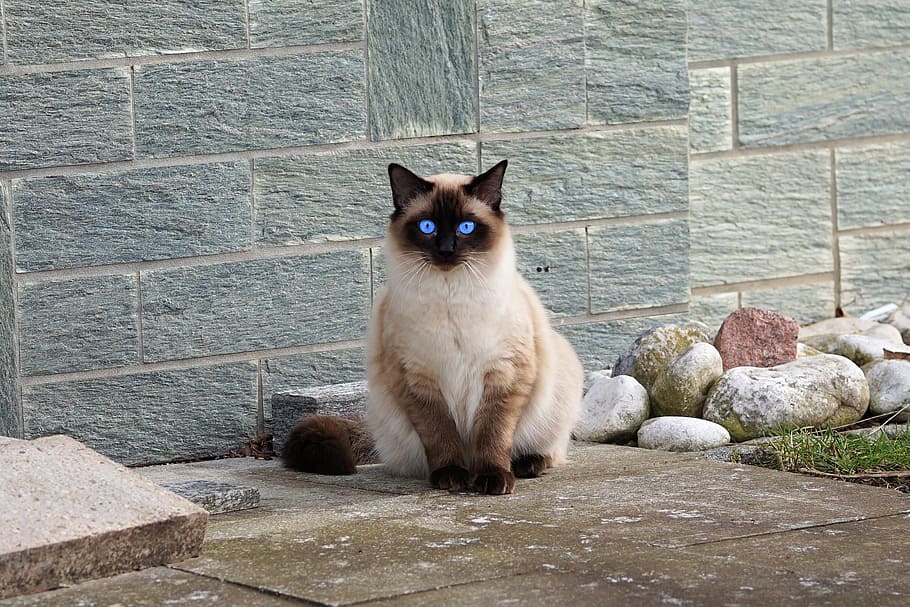 birman cat beside concrete wall, siamese cat, fur, kitten, breed cat, HD wallpaper