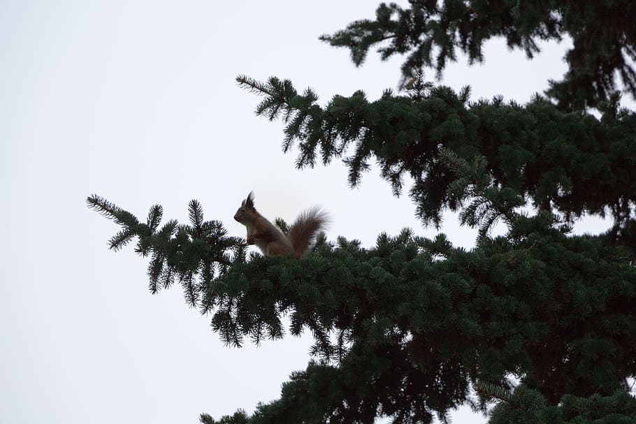 Branch, Pine, Spruce, Squirrel, tree, nature, animal, animals And Pets HD wallpaper
