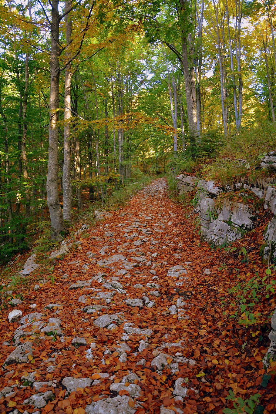excursion, forest, autumn, trail, mountain, the european path HD wallpaper