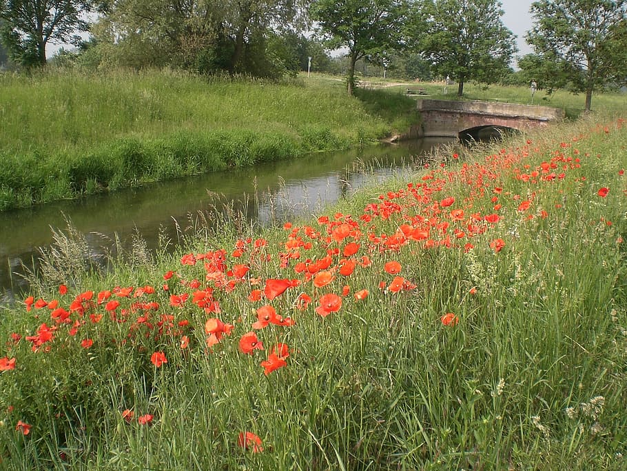 bach, water, bridge, landscape, plant, flowering plant, growth HD wallpaper