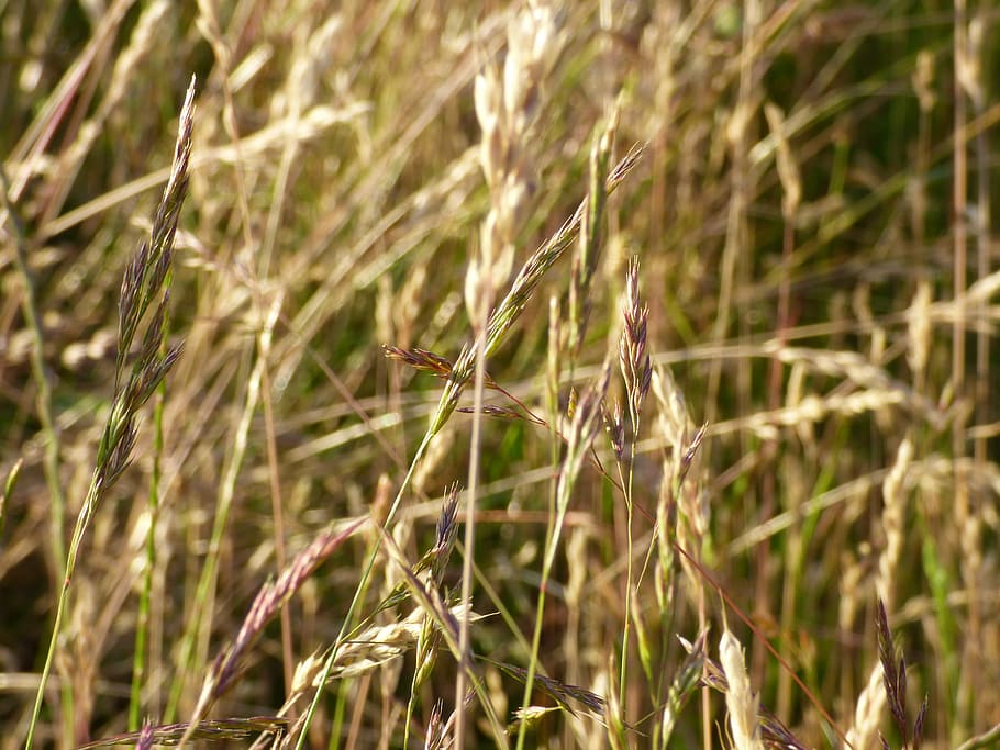 ears, wind, field, hay, role, the cultivation of, nature, agriculture HD wallpaper