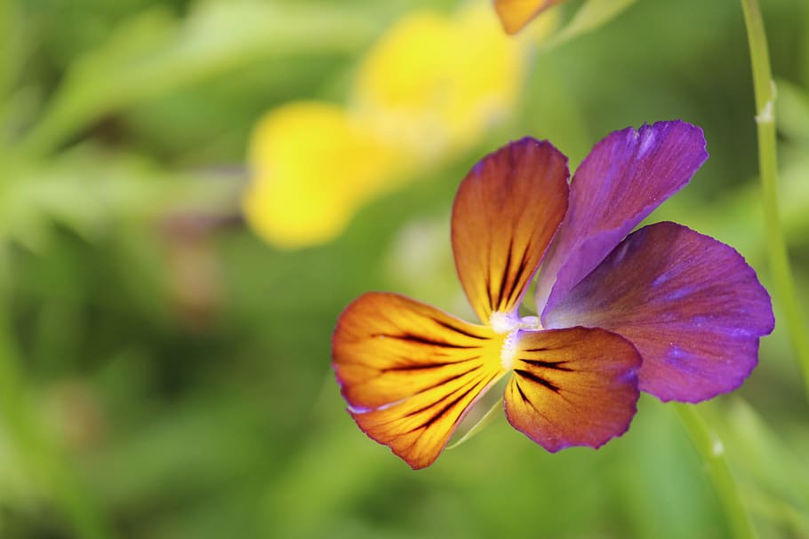flower, nature, macro, plants, flora, flowering plant, beauty in nature HD wallpaper