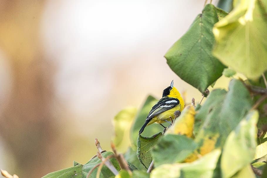 yellow and black bird on green leafed plants, leaves, tree HD wallpaper