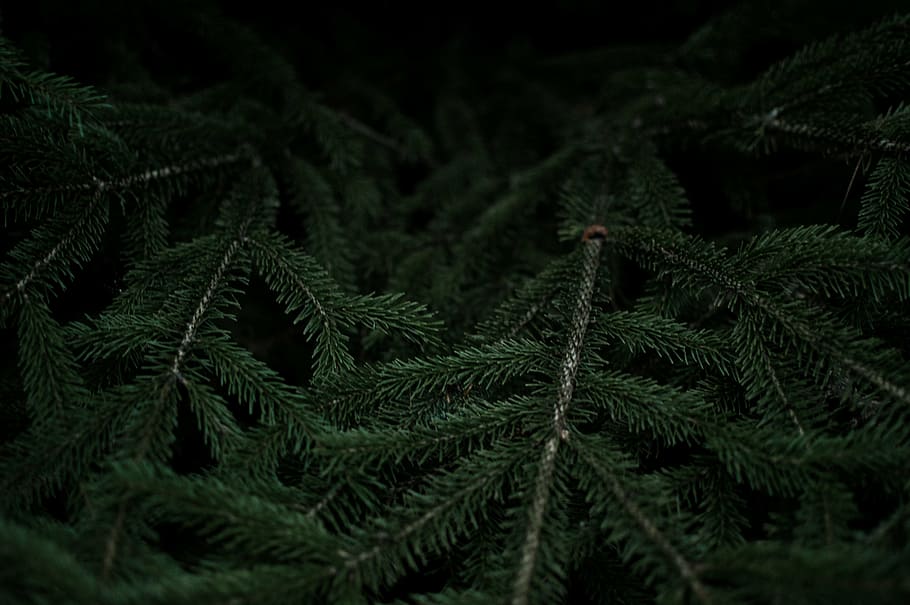 green leafed plant, dark, green color, nature, no people, pine tree HD wallpaper