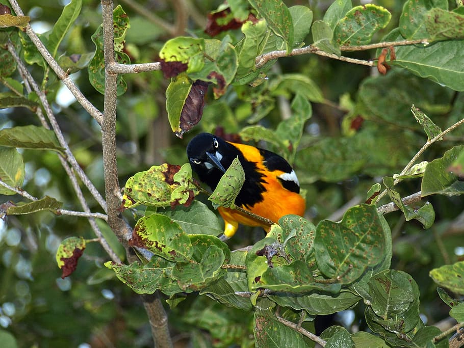 Bird, Curacao, Caribbean, trupial, orange, black, colorful, HD wallpaper