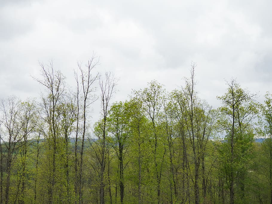 Trees and Mountains, branches, grass, green, white, Clouds, Landscapes HD wallpaper