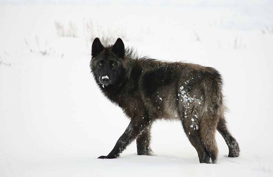 black wolf on white snowy field, grey, winter, pack, canine, predator