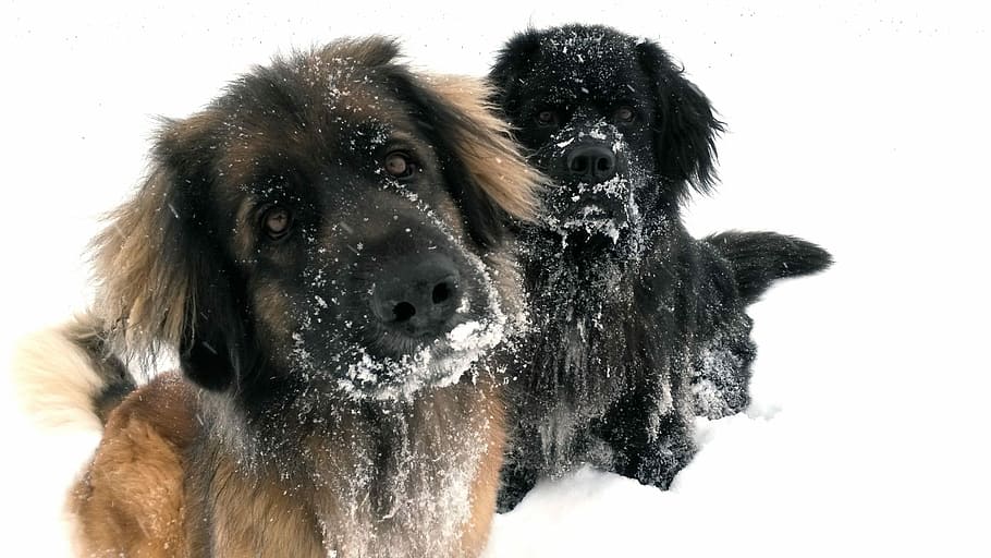 short-coat brown and black puppies on snow field, black and tan HD wallpaper