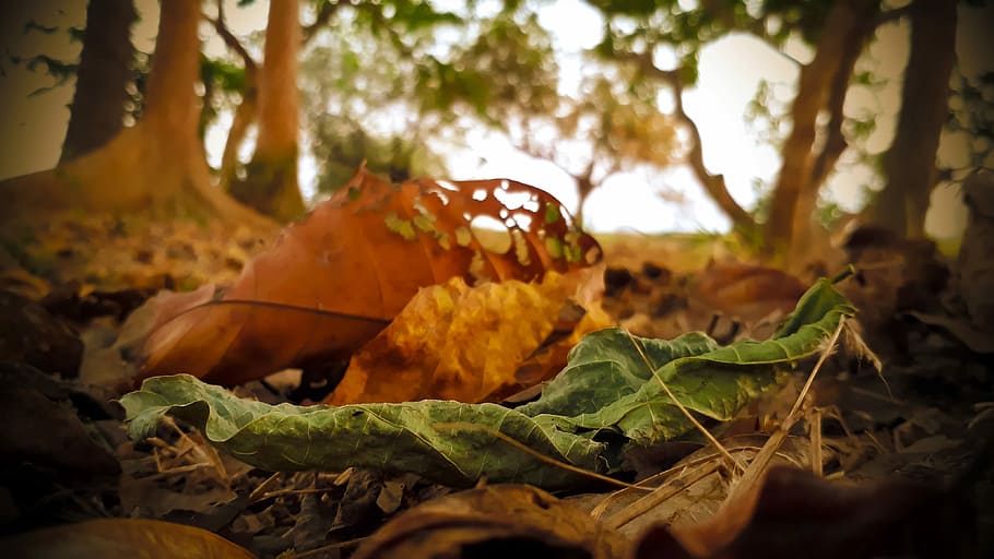 dry leaf, green leaf, close up, forest, plant part, food and drink HD wallpaper