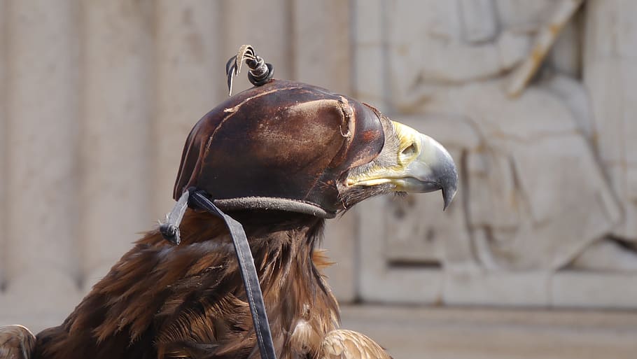 Sas, Cap, Budapest, horse, animal, outdoors, animal Head, animal themes HD wallpaper