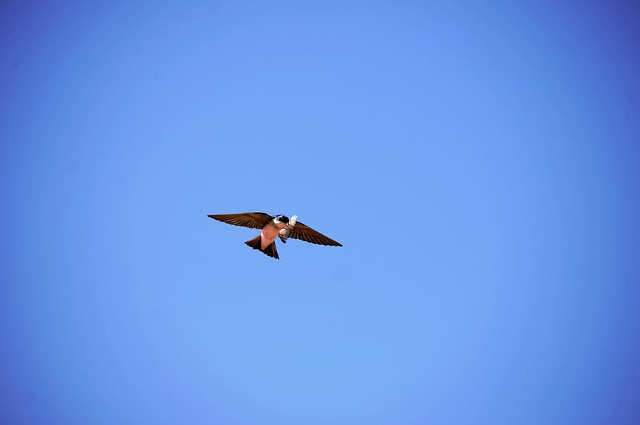 swallow, ave, sky, blue, bird, branch, feathers, nature, blue sky HD wallpaper