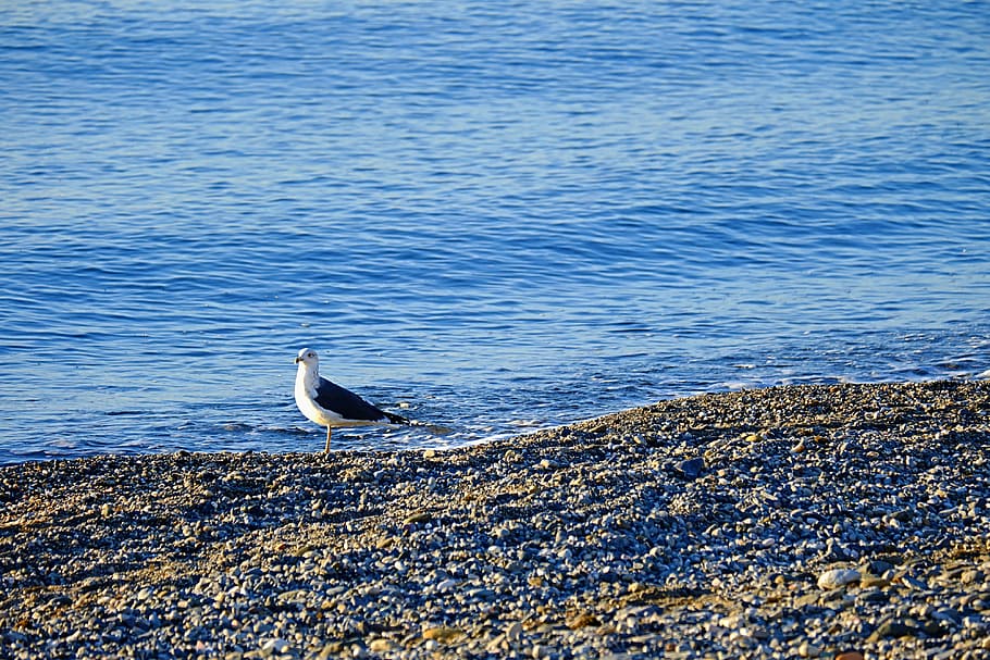 seagull, bird, sand, nature, wildlife, white, beach, animal HD wallpaper