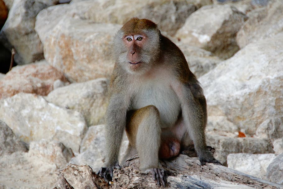 monkey, makake, thailand, beach, macaque, animal, wildlife HD wallpaper