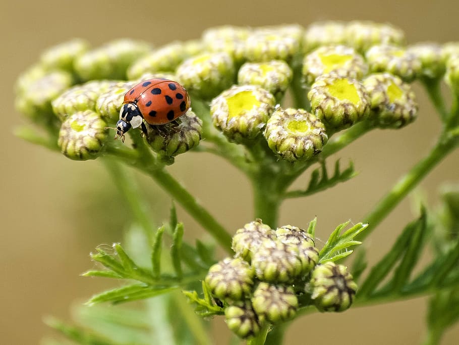 ladybug, beetle, insect, blossom, bloom, nature, animal, plant HD wallpaper