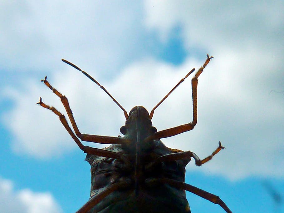 Insect, Chinch, Bugs, Field, chinch bugs, field bugs, aelia acuminata HD wallpaper