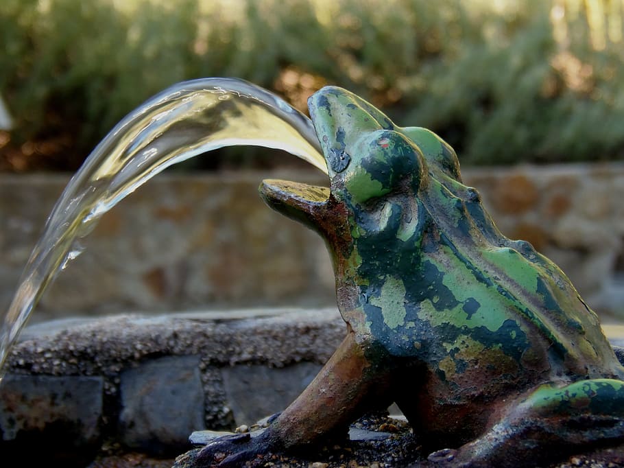 source, frog, water, focus on foreground, animal themes, day HD wallpaper