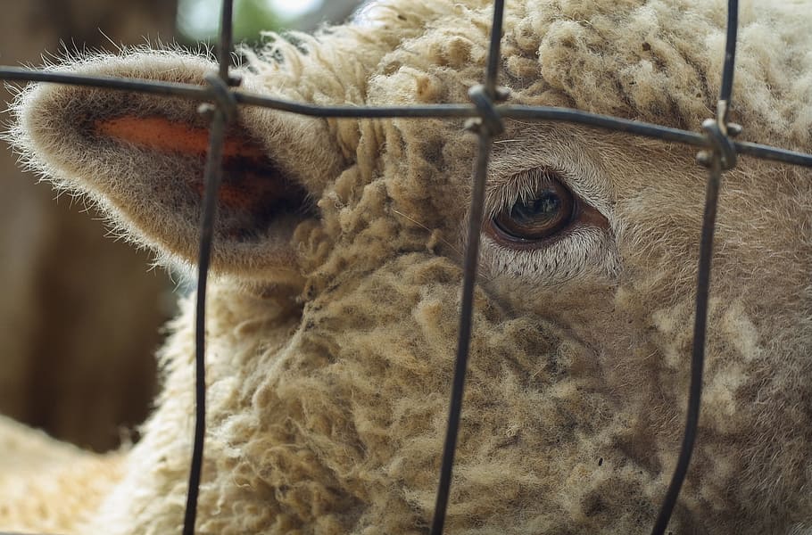 sheep, farm, lamb, wool, animal, cute, nature, agriculture HD wallpaper