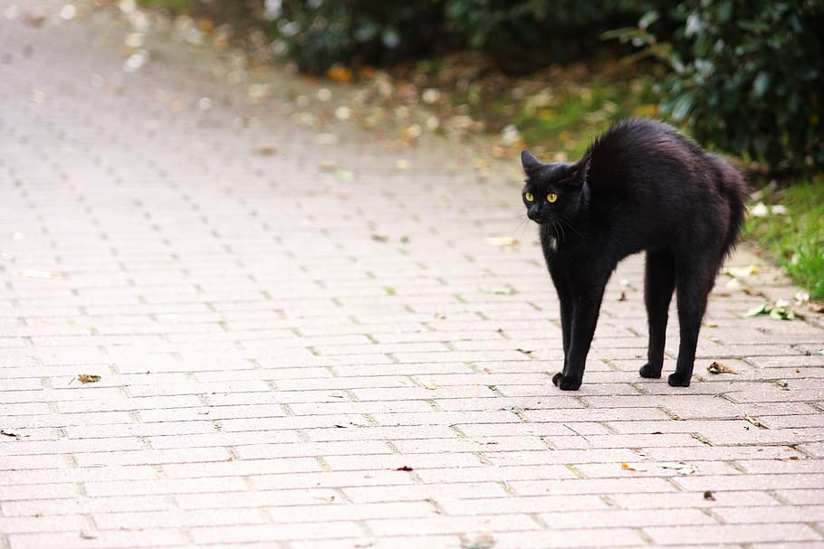 black cat on concrete pavement, Friday 13, Hypnosis, Look, Cat, Cat