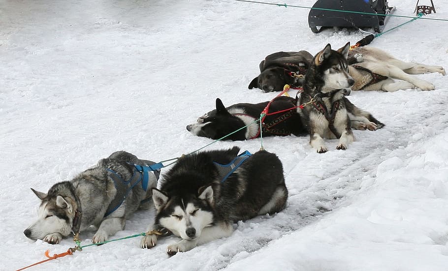 dog, laika, husky, race, sleds, dog sled race, man's best friend, HD wallpaper