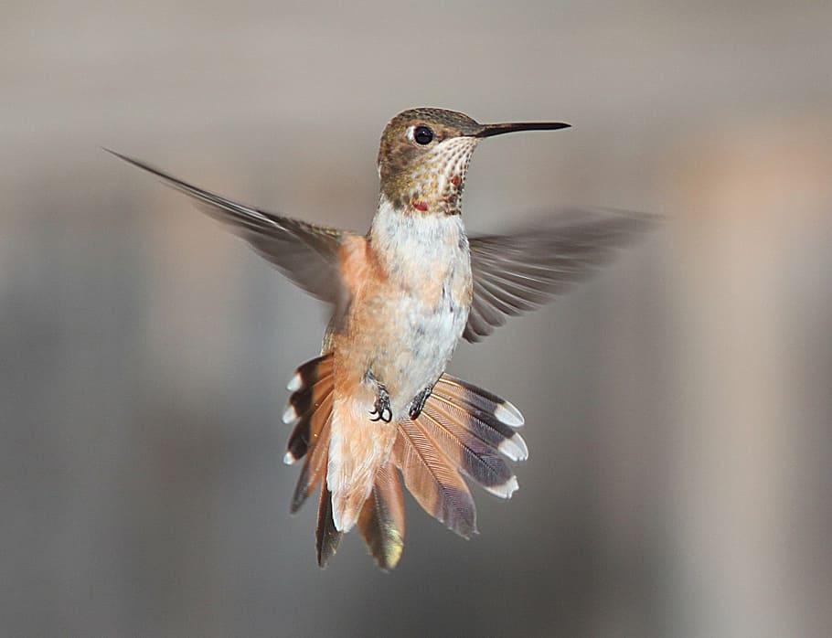 focus photography of brown hummingbird, flying, portrait, wildlife