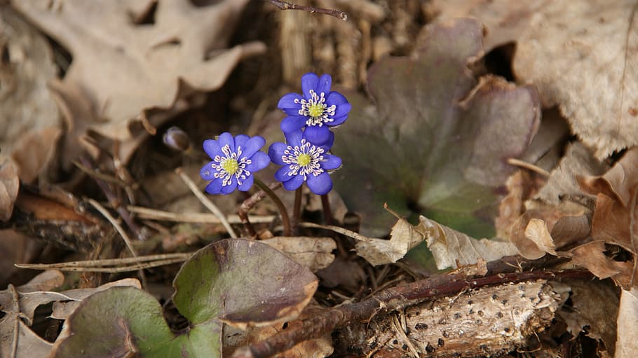 spring, blue, violet, blooms, small flowers, wildflower, blue flower HD wallpaper