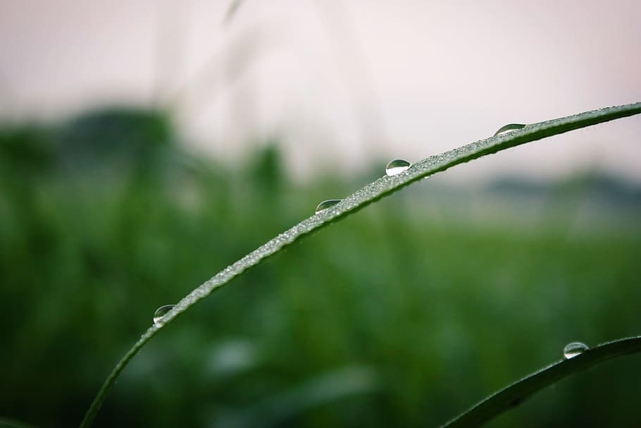 Dew, Grass, Nature, Fresh, Leaf, green, water, meadow, garden HD wallpaper