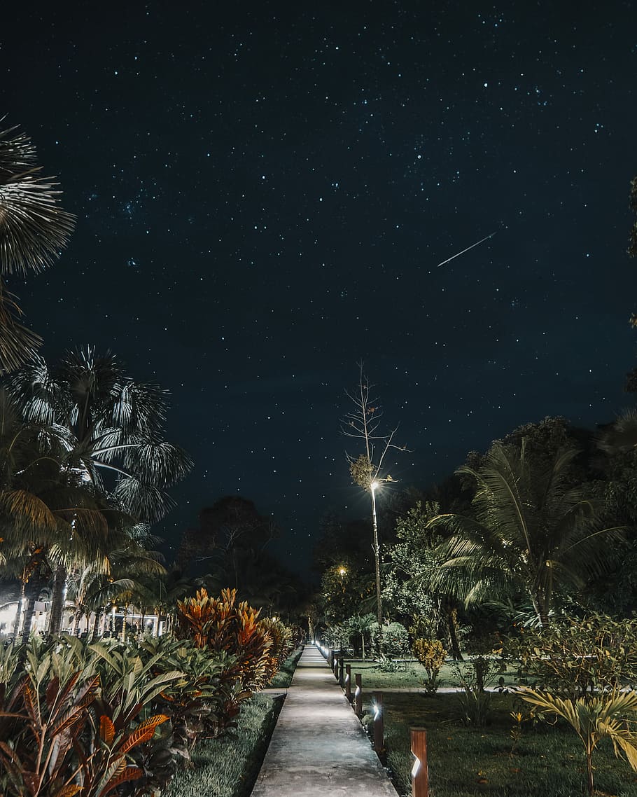 Wish, photo of trees under black sky, landscape, shooting star HD wallpaper