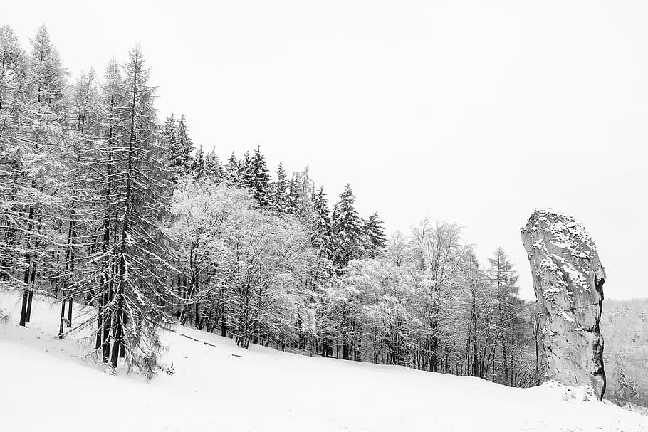 pine trees covered with snow, poland, winter, landscape, forest HD wallpaper