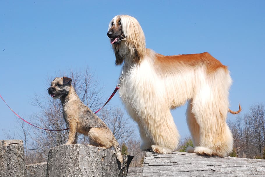 Afghan Hound and Border Terrier, dogs, canines, animals, pets