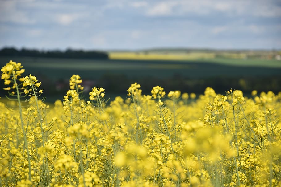 Rapeseed, Agriculture, Fields, yellow, crop, oilseed rape, nature HD wallpaper