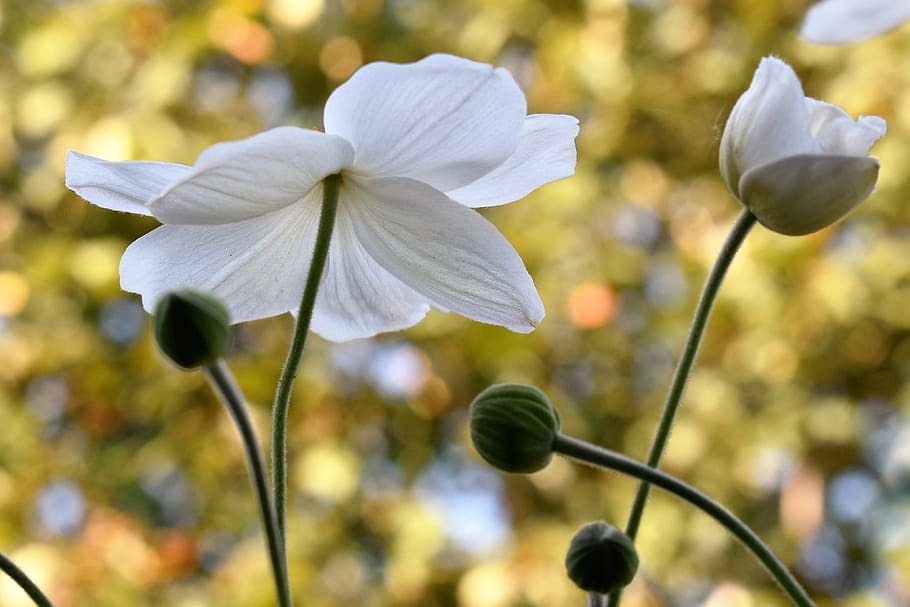 anemone, white, blossom, bloom, plant, nature, flower, garden HD wallpaper