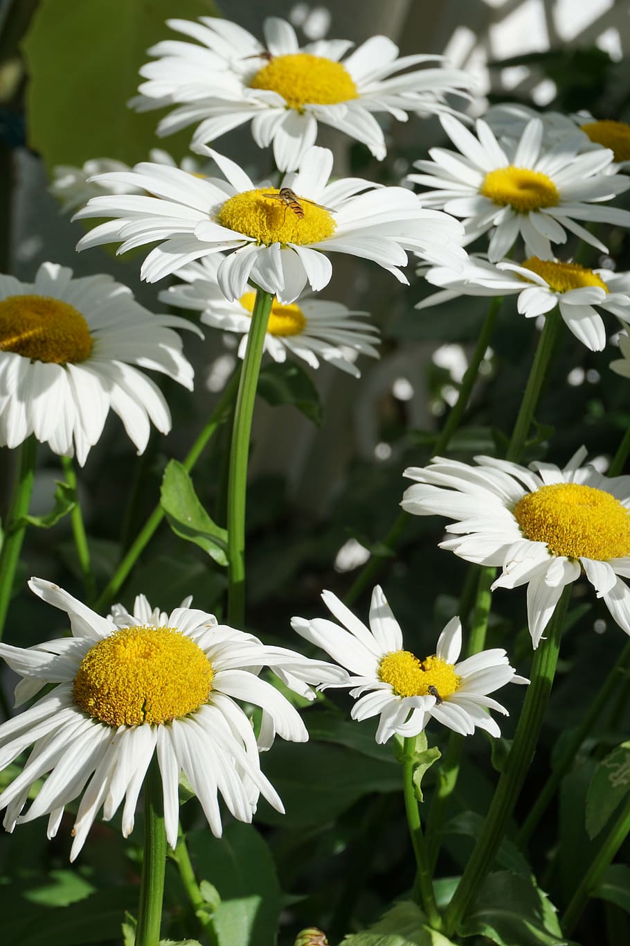 sun, daisies, green, summer, flower, yellow, white, blossom HD wallpaper