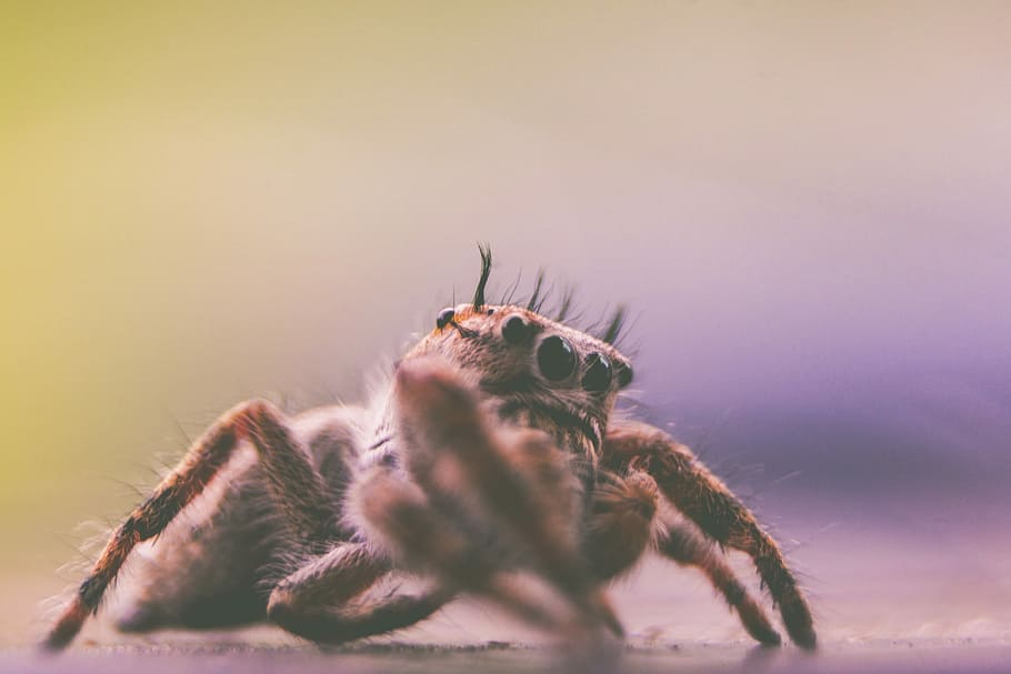 depth of field photography of spider, closeup photo of a brown leaf spider, HD wallpaper