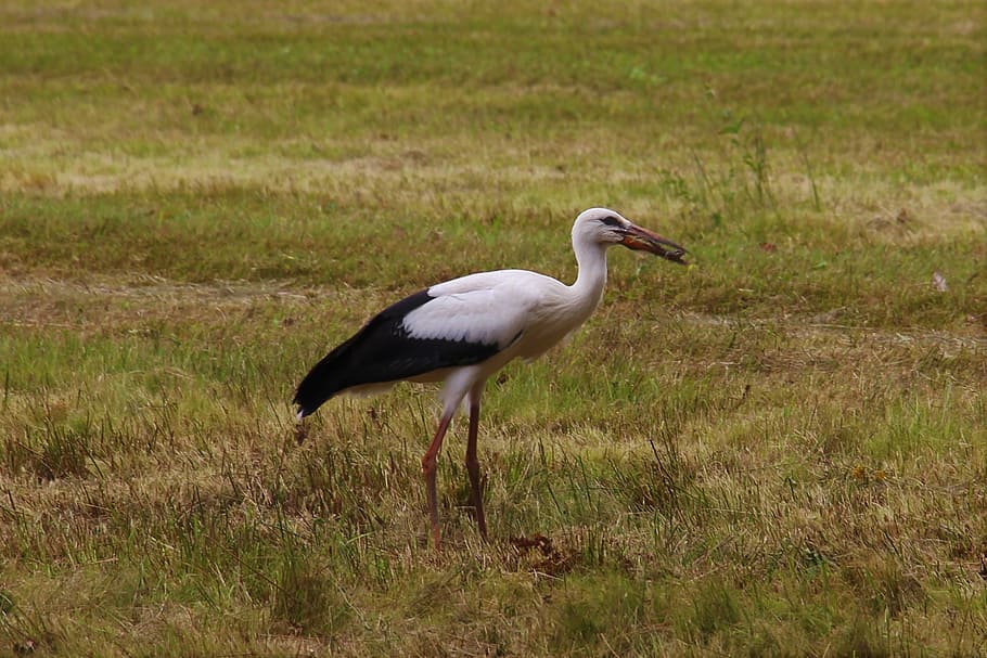 stork, eindhoven, gijzenrooi, stratum, one animal, animal wildlife HD wallpaper
