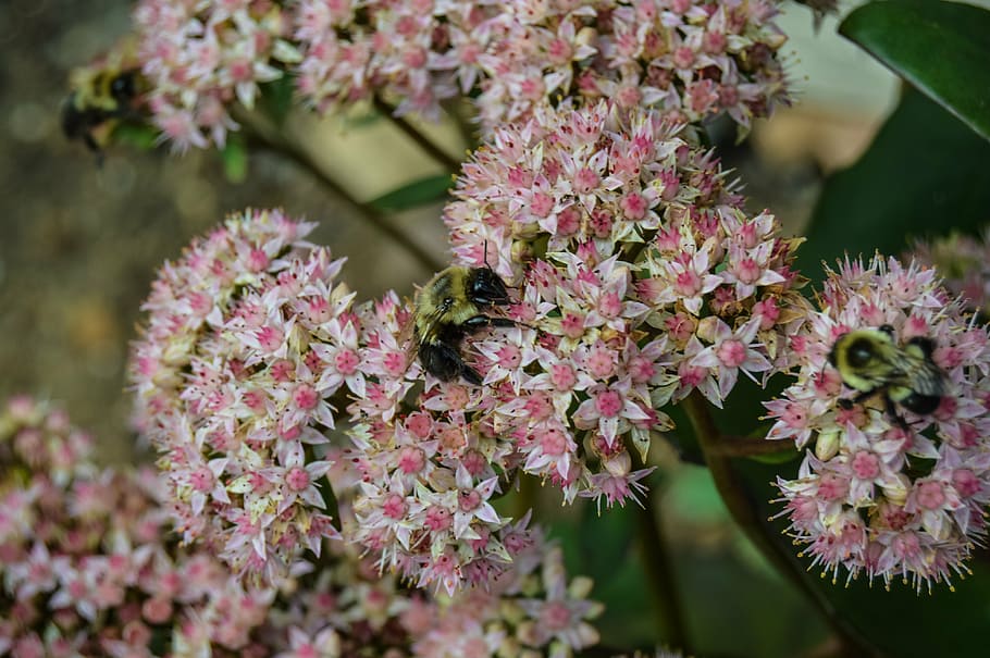 bees, plants, wild, nature, flower, pink, bumble, summer, flowering plant HD wallpaper