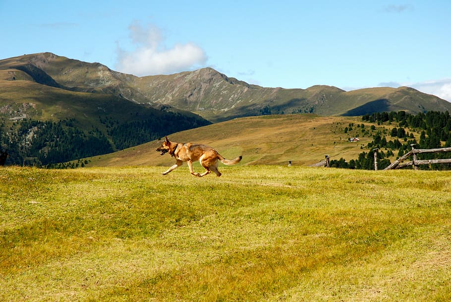 prato, dog, mountain, animals, fauna, dolomites, pet, mammal HD wallpaper