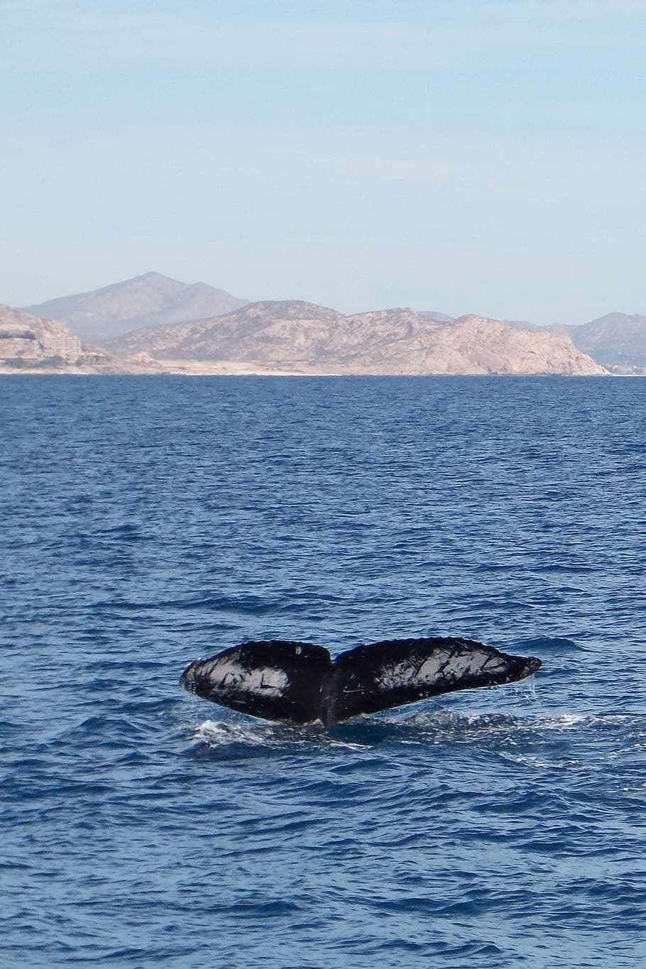 whale, sea, beach, water, animal, animal themes, one animal HD wallpaper