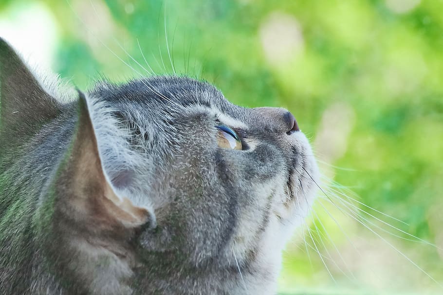 cat, ms, pet, cat's eye, cute, animals, fluffy cat, kitten HD wallpaper