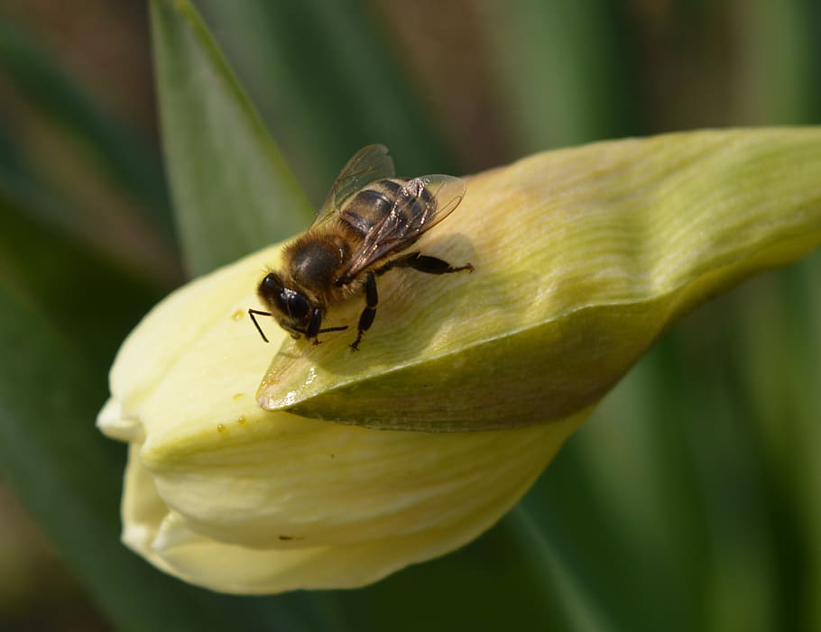 bee, flower, spring, insect, animals in the wild, invertebrate HD wallpaper