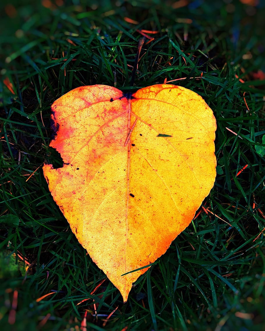 Leaf, Autumn, Fall, Leaves, Season, fall leaves, yellow, orange HD wallpaper
