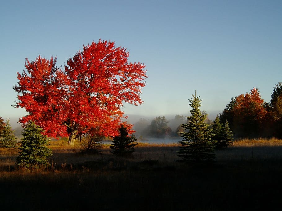 fall colors, foliage, nature, park, colorful, autumn, tree HD wallpaper