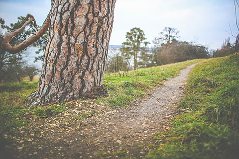 Winter Path Beside a Tree, cloudy, grass, rainy, nature, outdoors HD wallpaper