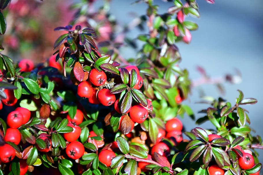 rowan, mountain ash, berries, red, fruits, deciduous tree, plant HD wallpaper