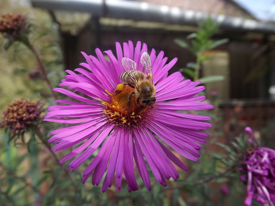 bee, dusting, nature, spring bloom, garden, pink, pollination HD wallpaper