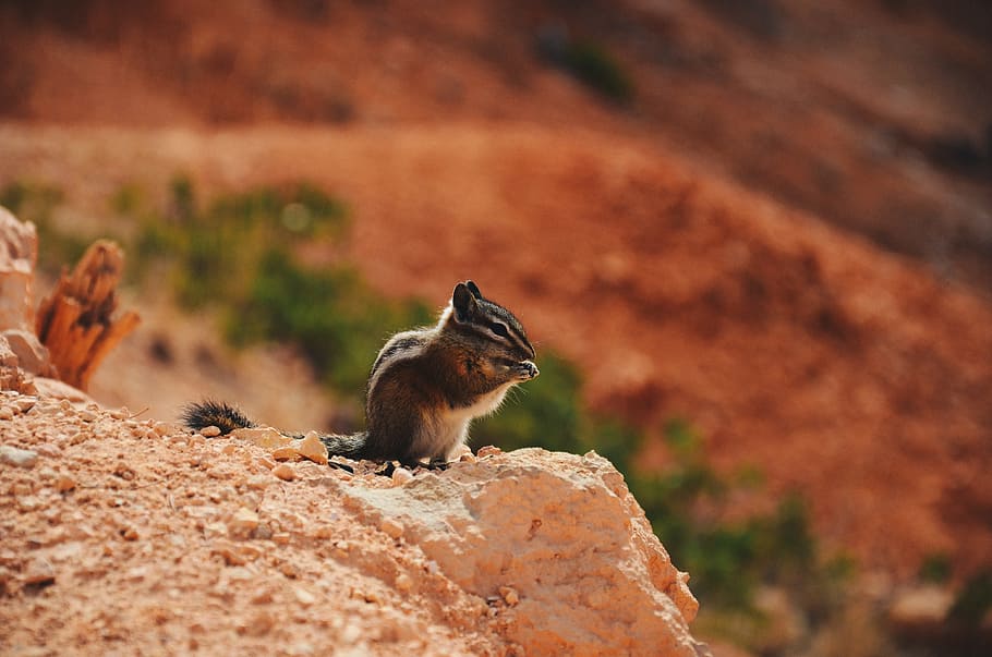 squirrel, animal, rock, landscape, mountain, blue, animal wildlife HD wallpaper