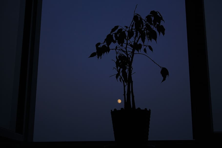 tree, plant, moon, night, sky, pot, flowerpot, blue, silhouette HD wallpaper
