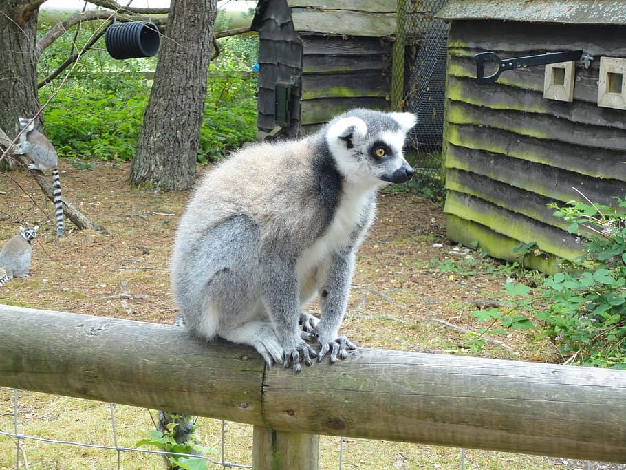 united kingdom, monkey park, ring tailed lemur, lemur catta HD wallpaper