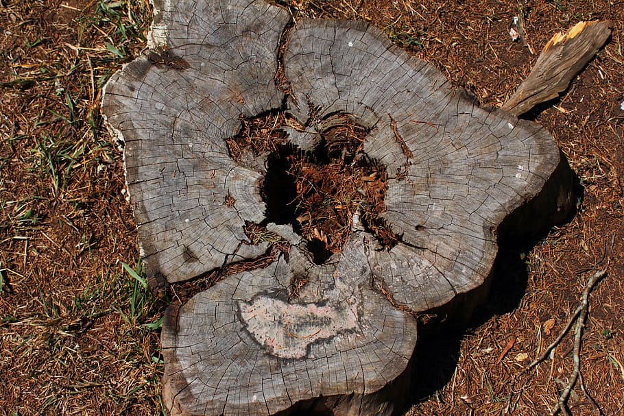 nature, trunk, tree, tree bark, tree stump, high angle view HD wallpaper
