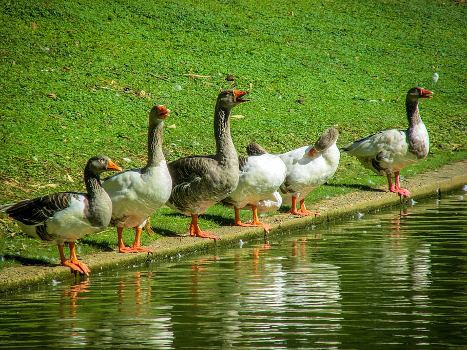 birds, animals, duck, zoo, water, group of animals, animal themes HD wallpaper