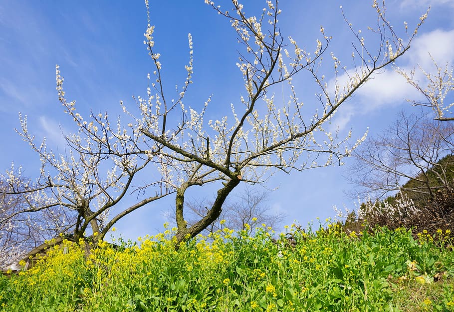 plum, spring, pink, white plum, rape blossoms, sky, nature HD wallpaper